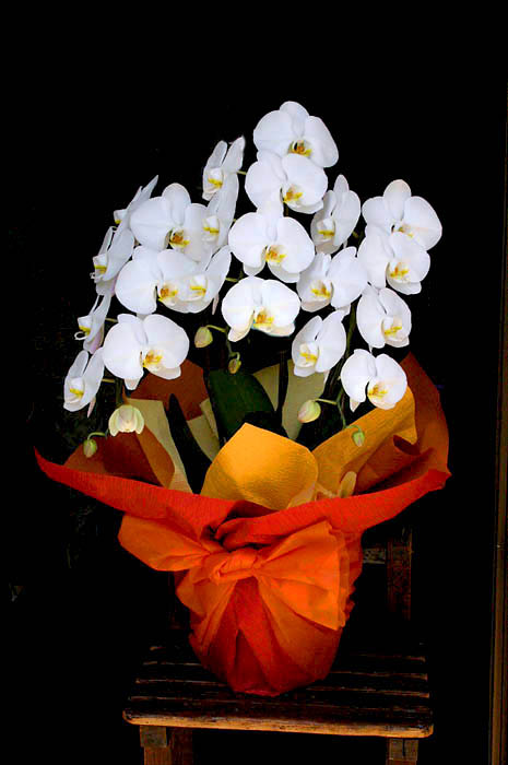 胡蝶蘭Ｄ (3本立/約27輪)　16,500円(税込)  