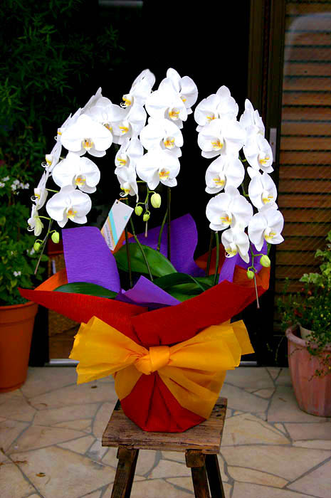 胡蝶蘭Ｃ (3本立/約33輪)　22,000円(税込) 